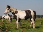 jonge Irish Cobs / Tinkers, Dieren en Toebehoren, Paarden, Minder dan 160 cm, 0 tot 2 jaar, Onbeleerd, Meerdere dieren