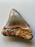 Megalodon tand 6,0 cm - Fossiele tand - Carcharocles