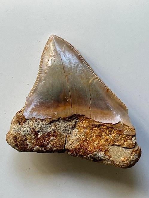 Megalodon tand 6,0 cm - Fossiele tand - Carcharocles, Verzamelen, Mineralen en Fossielen