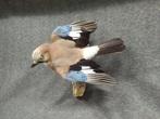 Europese ekster Taxidermie volledige montage - Garrulus, Nieuw