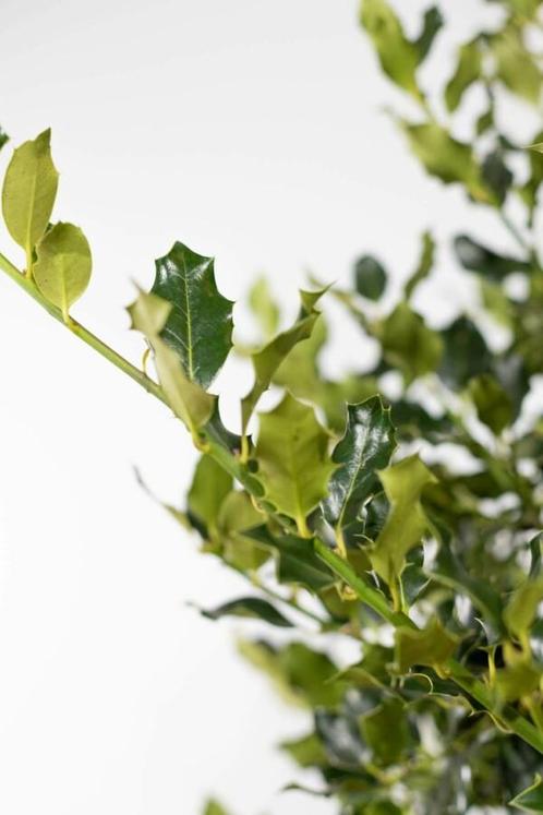 Hulst / Ilex Aquifolium 80-100 cm, Tuin en Terras, Planten | Struiken en Hagen