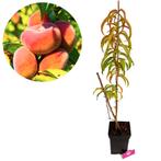 wilde perzikboom Prunus persica Donut + Pot 23, Tuin en Terras, Planten | Fruitbomen, Volle zon, Verzenden