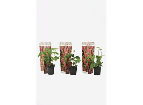 Rubus Tayberry - set van 3, Huis en Inrichting, Kamerplanten, Verzenden