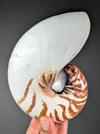 Kamernautilus Zeeschelp - Nautilus pompilius (with Import, Verzamelen, Nieuw