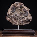 Marokko Ammonietenplaat. - Fossiele sterfteplaat - Fossil, Nieuw