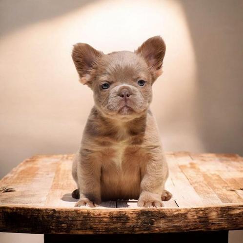 Prachtige raszuivere Franse bulldog pups, Dieren en Toebehoren, Honden | Bulldogs, Pinschers en Molossers, Meerdere, Meerdere dieren