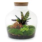 DIY terrarium - Fat Joe Rood -  30 cm, Huis en Inrichting, Kamerplanten, Verzenden