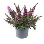 Vlinderstruik  Buddleia davidii Chrysalis™ Pink, Ophalen of Verzenden, Siergrassen