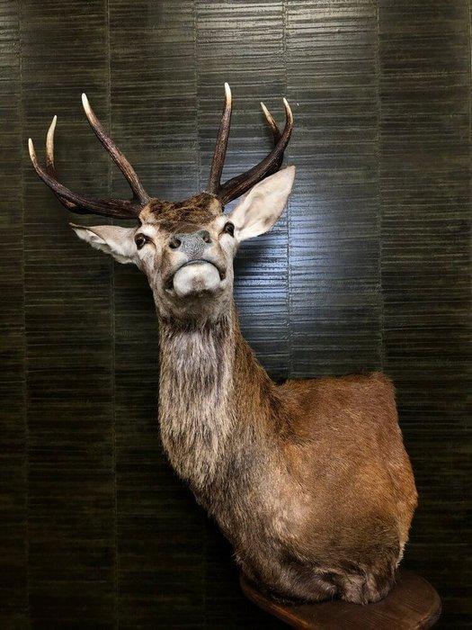Red Deer Stag Pedestal Taxidermie volledige montage - Cervus, Verzamelen, Dierenverzamelingen