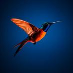 Eric Lespinasse - #3 - Colorful Colibri