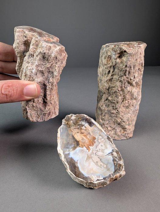 Fossiel hout - Gefossiliseerd hout - 13.4 cm - 6.4 cm, Verzamelen, Mineralen en Fossielen