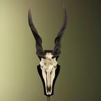 Elandantilope Schedel Taxidermie Opgezette Dieren By Max, Ophalen of Verzenden, Nieuw, Wild dier, Schedel