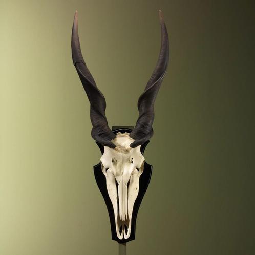 Elandantilope Schedel Taxidermie Opgezette Dieren By Max, Verzamelen, Dierenverzamelingen, Schedel, Nieuw, Wild dier, Ophalen of Verzenden