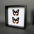 Vlinder Taxidermie volledige montage - Hypolimnas dexithea -, Nieuw