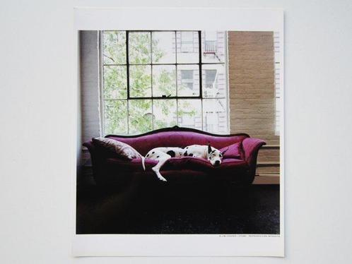 Jim Cooper - Harlequin Great Dane sleeps on the sofa, New, Antiek en Kunst, Kunst | Schilderijen | Modern