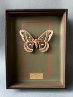 Mot Taxidermie volledige montage - Hyalophora cecropia - 26, Verzamelen, Dierenverzamelingen, Nieuw