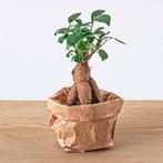 Planten terrarium navulling & Startpakket - Ficus Ginseng bo, Verzenden