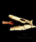 Mosasaurus - Fossiele schedel - Mosasaurus sp. - 46 cm - 55, Verzamelen