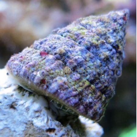 Tectus fenestratus slak, Dieren en Toebehoren, Vissen | Aquaria en Toebehoren, Ophalen of Verzenden