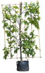 Haagbeuk haagelement Carpinus betulus 180 cm - Warentuin Nat, Verzenden