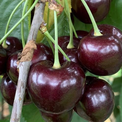 Kersenboom - Prunus Karina - Omtrek: 14-18 cm | Hoogte: 350, Tuin en Terras, Planten | Bomen, Ophalen of Verzenden