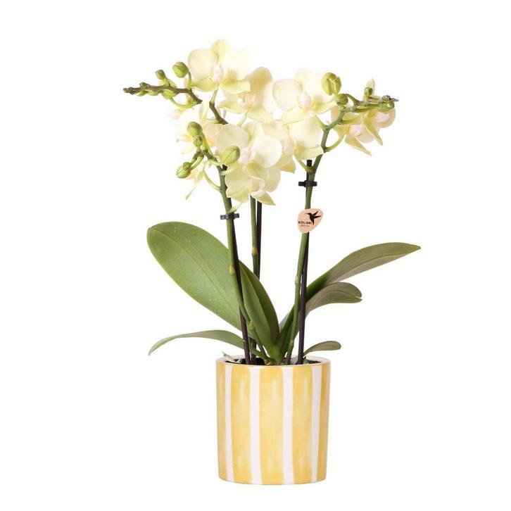 Kolibri Orchids | gele Phalaenopsis orchidee - Mexico + Pain, Huis en Inrichting, Woonaccessoires | Wanddecoraties, Nieuw, Verzenden