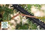 Bosch EasyHedgeCut 18V-52-13 - Accu heggenschaar - 52 cm, Verzenden, Zo goed als nieuw
