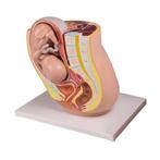 Anatomie model zwangerschap (32 weken), Nieuw, Verzenden