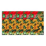 Bloemzaden Suzanne met de mooie ogen | VT | 5 stuks (Oranje), Verzenden