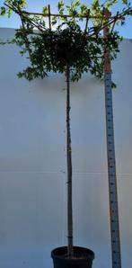 Quercus palustris dakvorm 12/14 240cm stam 120x120