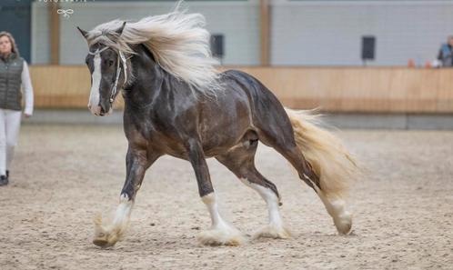 Ter dekking: VGGK silverdapple tinker, Dieren en Toebehoren, Paarden en Pony's | Dekhengsten en Fokmerries, Hengst