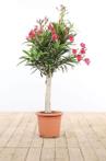Nerium Oleander op stam rood hoogte inclusief pot 100-120cm