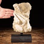 Plak fossiele schelpen - Fossiel fragment - Pecten &, Verzamelen, Mineralen en Fossielen