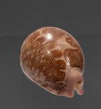 zeer zeldzame kaartenslak  GEM  Taxidermie wandmontage -, Verzamelen, Nieuw