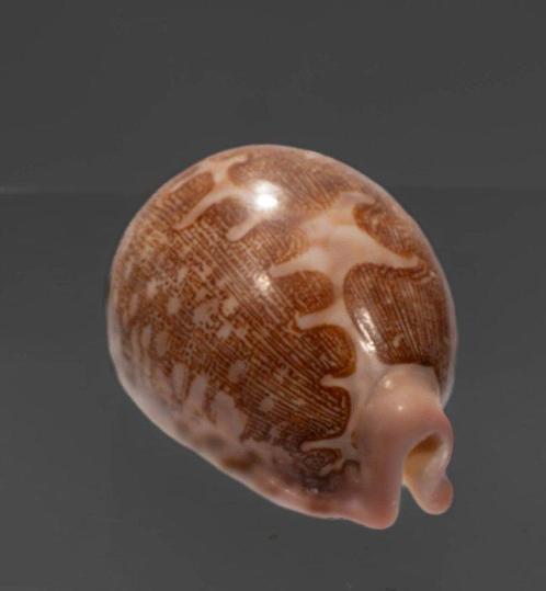 zeer zeldzame kaartenslak  GEM  Taxidermie wandmontage -, Verzamelen, Dierenverzamelingen