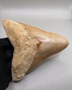 Megalodon - Fossiele tand - 13.8 cm - 12 cm, Verzamelen