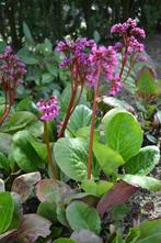 Schoenlappersplant Bergenia cordifolia Pot, Tuin en Terras