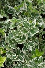 Bontbladige kardinaalsmuts Euonymus fortunei Emerald, Tuin en Terras, Planten | Tuinplanten