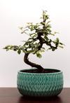 Binnen bonsai, groot assortiment: betaalbaar