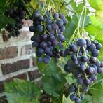 Blauwe druif - Vitis vinifera ‘Boskoop Glory’ - 60-80 cm, Tuin en Terras, Planten | Tuinplanten, Ophalen of Verzenden