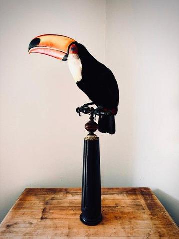 Toekan Taxidermie volledige montage - Ramphastos toco - 67 beschikbaar voor biedingen