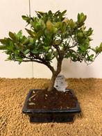 Azalea bonsai (Rhododendron) - Hoogte (boom): 24 cm - Diepte