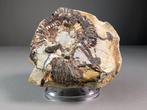 Ammoniet - Gefossiliseerde schelp - Perisphinctes sp. - 14, Verzamelen, Mineralen en Fossielen