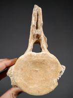 plesiosaurus wervel - Fossiel fragment - Zarafasaura oceanis