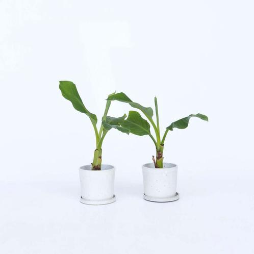Musella lasiocarpa - Set van 2, Tuin en Terras, Planten | Tuinplanten, Verzenden