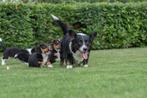 prachtige kruising welsh corgi, Parvo, Nederland, Overige rassen, 8 tot 15 weken