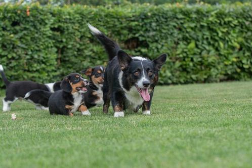 prachtige kruising welsh corgi, Dieren en Toebehoren, Honden | Herdershonden en Veedrijvers, Meerdere, Meerdere dieren, CDV (hondenziekte)