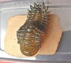 Trilobiet - Fossiel skelet - Crotalocephalus gibbus - 15 cm, Verzamelen, Mineralen en Fossielen