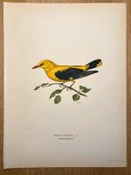 Von Wright brothers & Bror Halberg - Golden oriole, Nieuw