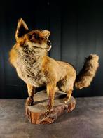 Rode vos Taxidermie volledige montage - Vulpes vulpes - 62, Nieuw